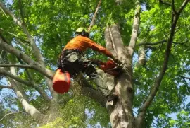Tree Cutting And Pruning Services