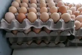 Fertile Hatching Eggs , $ 20.00