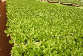 Lettuce Seedlings, $ 36.00