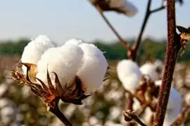 Cotton Out-growers & Ginning, $ 0.00