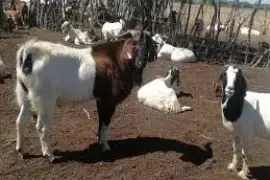 Goats, $ 0.00