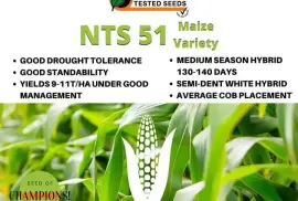 Maize NTS51 Seedlings , $ 0.00