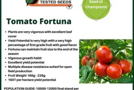 Tomato Seedlings, $ 0.00
