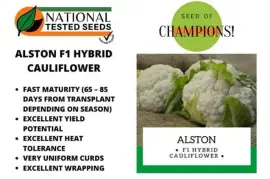 Cauliflower Seedlings , $ 0.00
